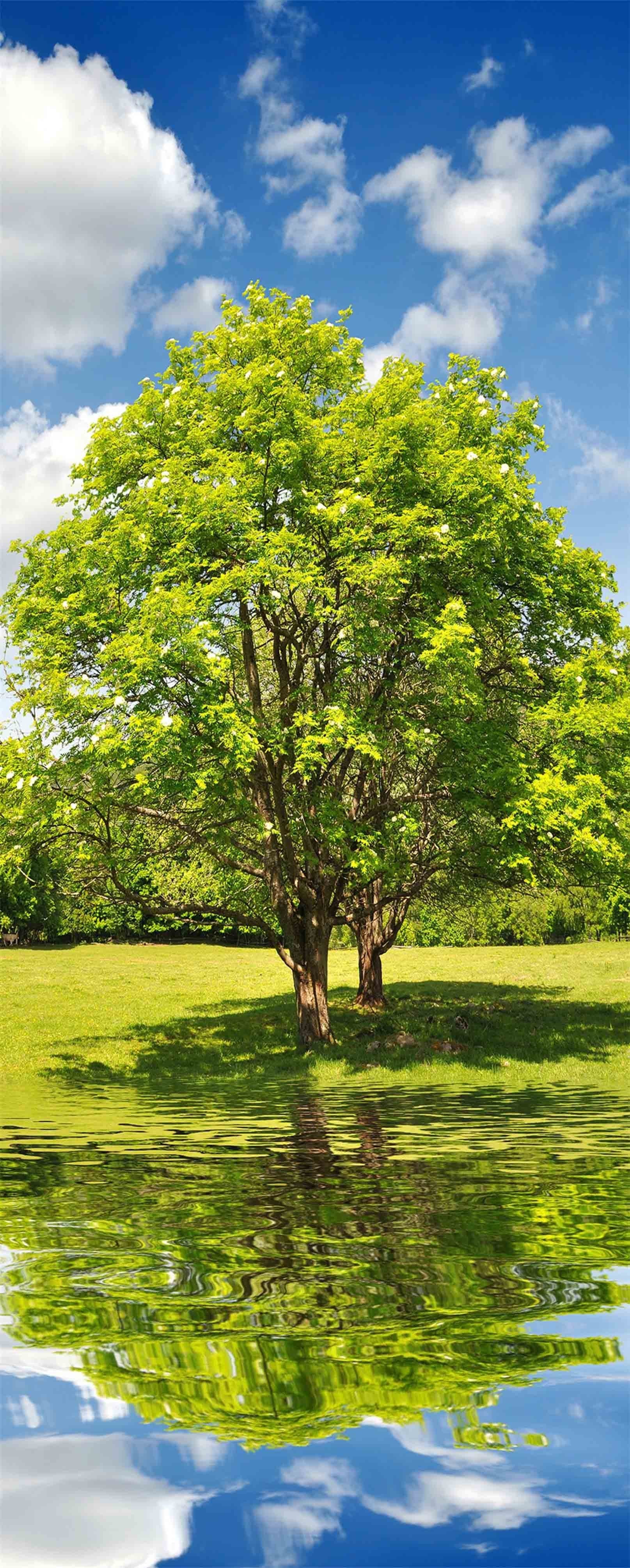 3D Riverside Lawn Trees 1309 Stair Risers Wallpaper AJ Wallpaper