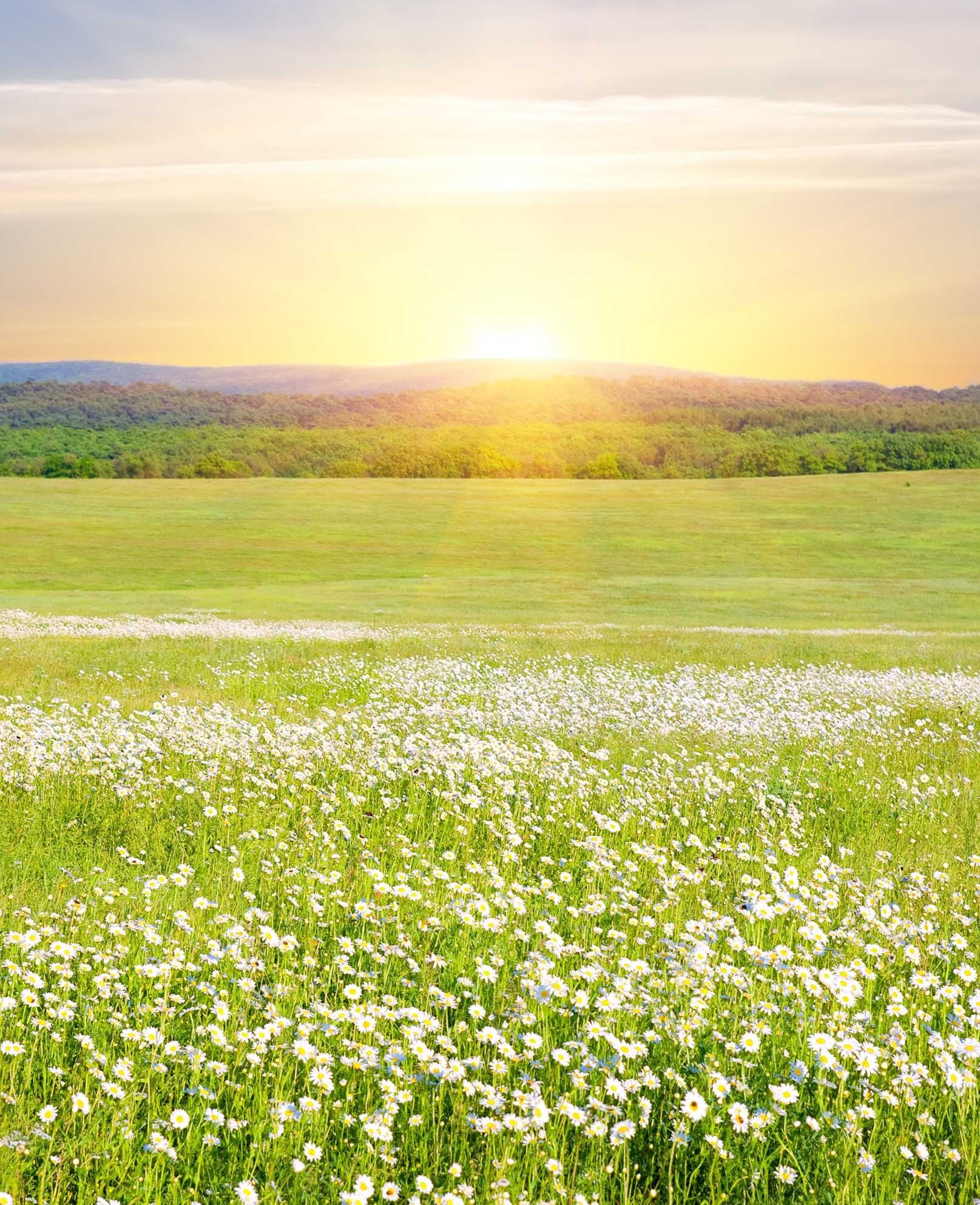 3D Grassland Flowers 1181 Stair Risers Wallpaper AJ Wallpaper
