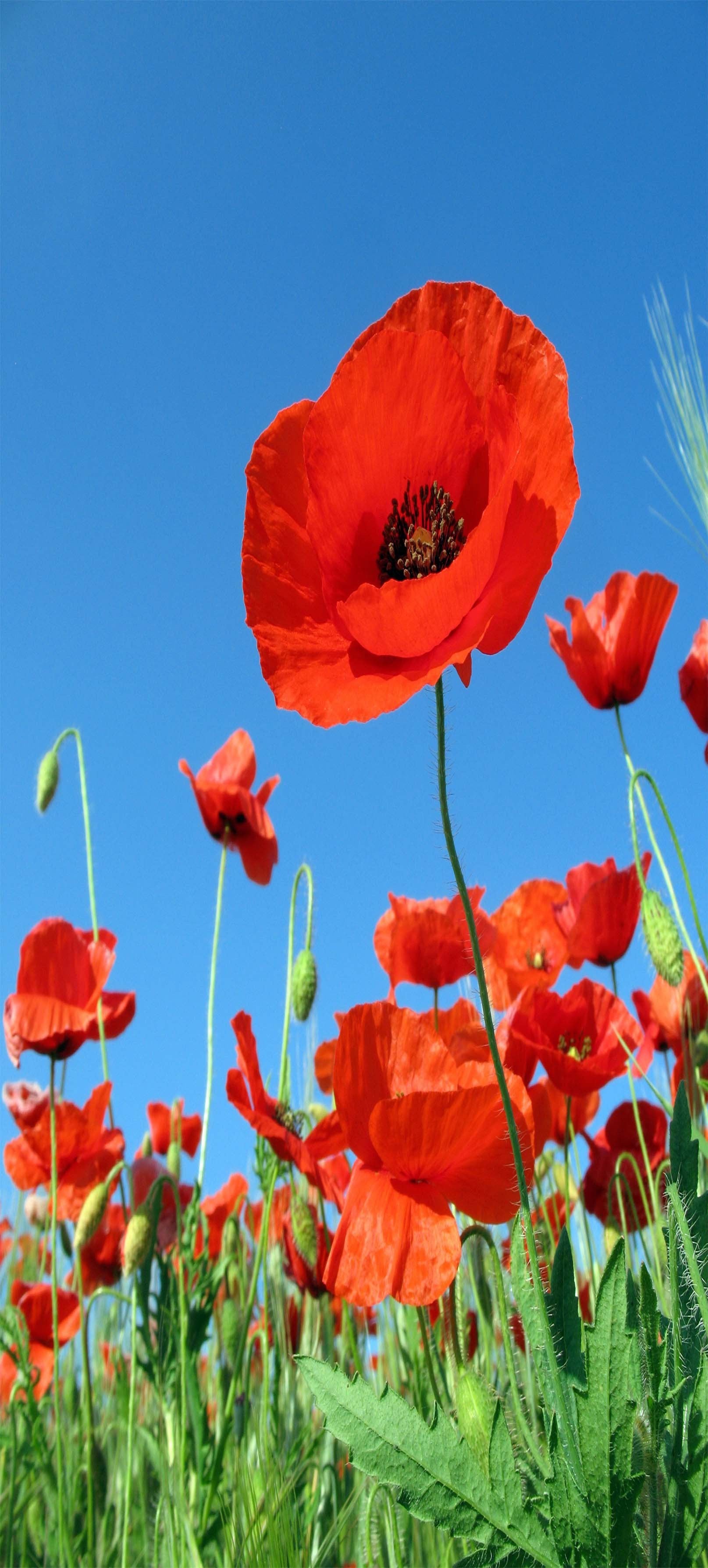 3D Lush Flowers 1473 Stair Risers Wallpaper AJ Wallpaper