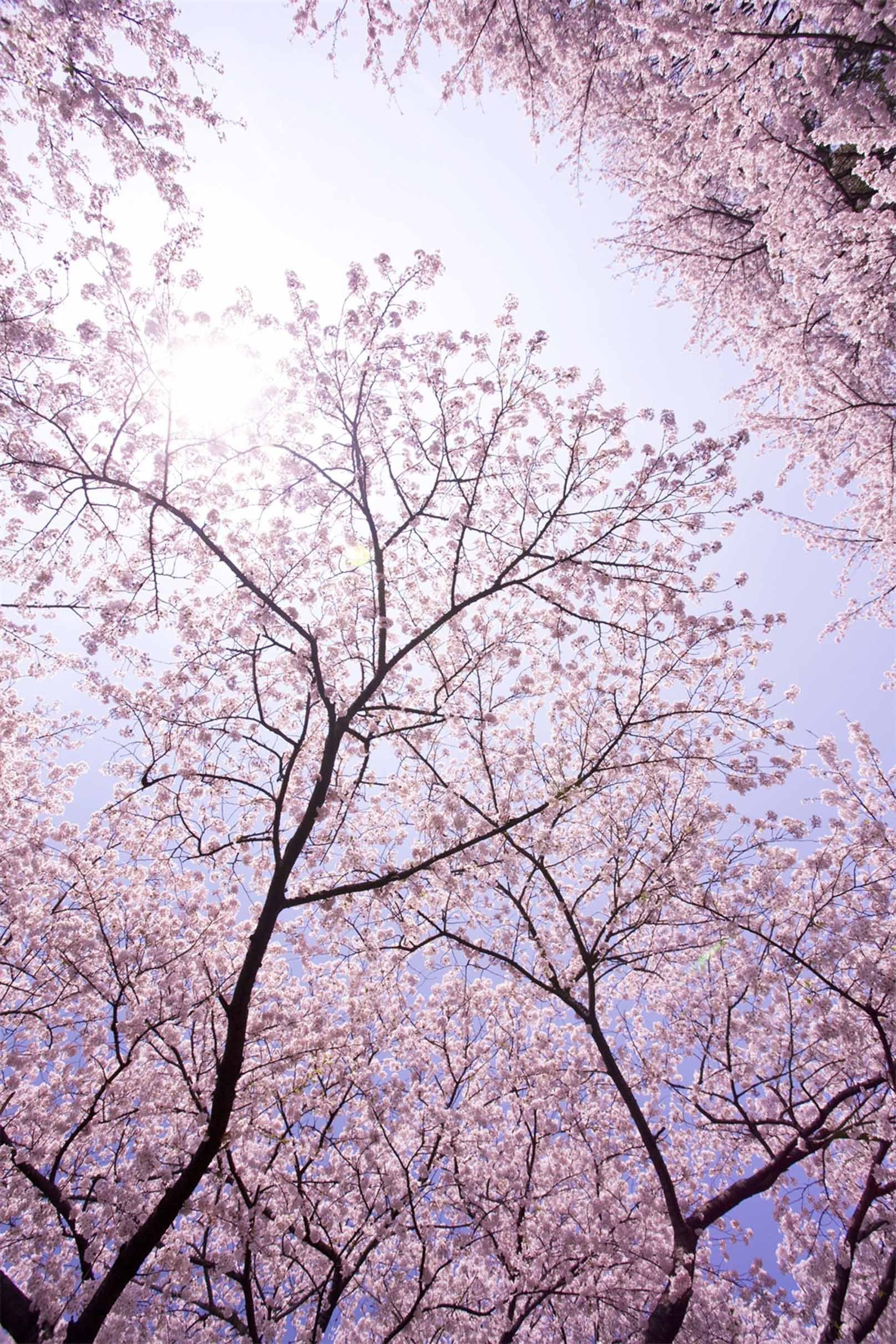 3D Pretty Flowers Trees 1461 Stair Risers Wallpaper AJ Wallpaper