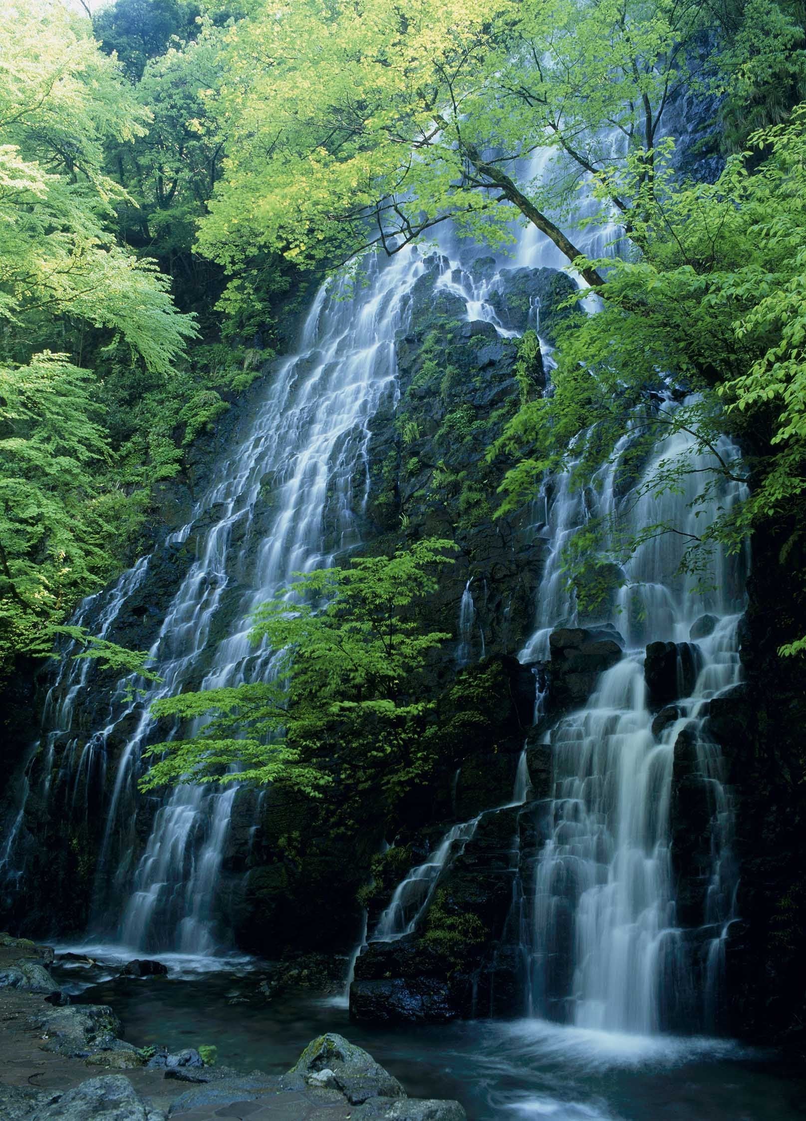 3D Waterfalls Green Trees 1590 Stair Risers Wallpaper AJ Wallpaper