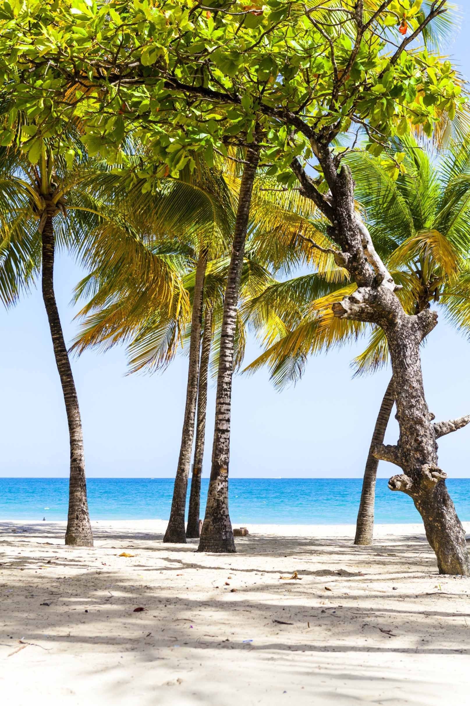 3D Beach Trees 1555 Stair Risers Wallpaper AJ Wallpaper