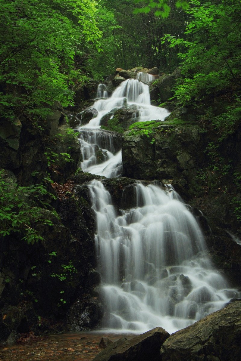 3D Forest Dancing River 94 Stair Risers Wallpaper AJ Wallpaper