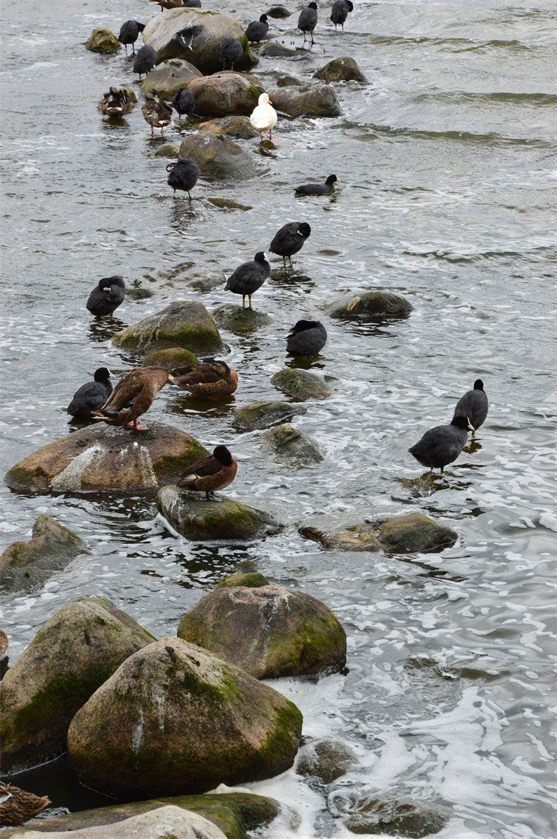 3D River Stones And Birds 397 Stair Risers Wallpaper AJ Wallpaper