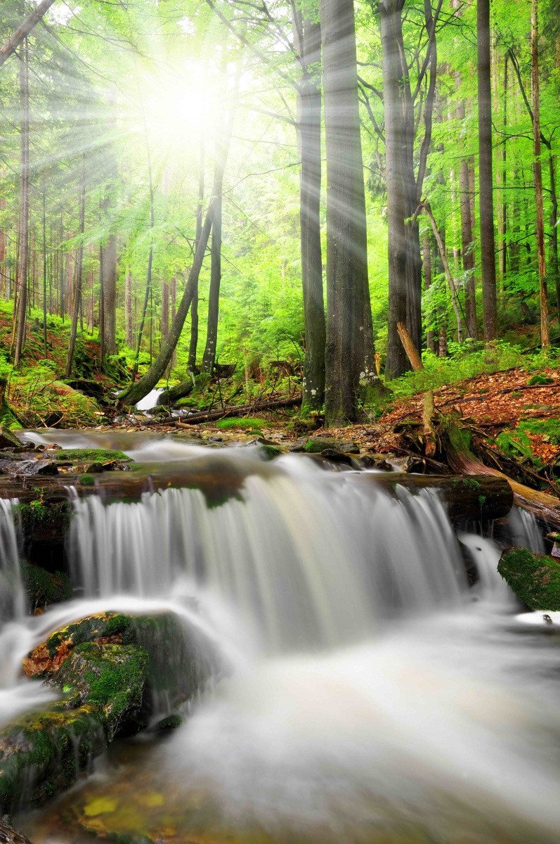 3D Forest River Sunshine 113 Stair Risers Wallpaper AJ Wallpaper