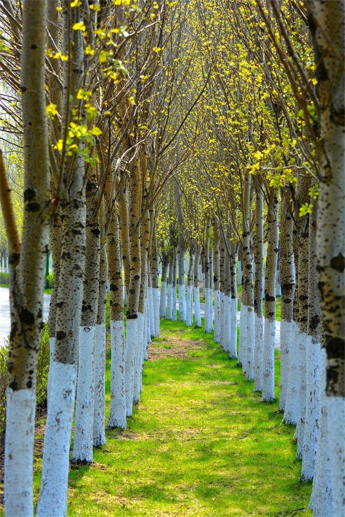 3D grassland field silver birch door mural Wallpaper AJ Wallpaper