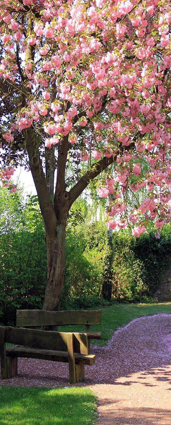 3D blooming tree davenport sward door mural Wallpaper AJ Wallpaper