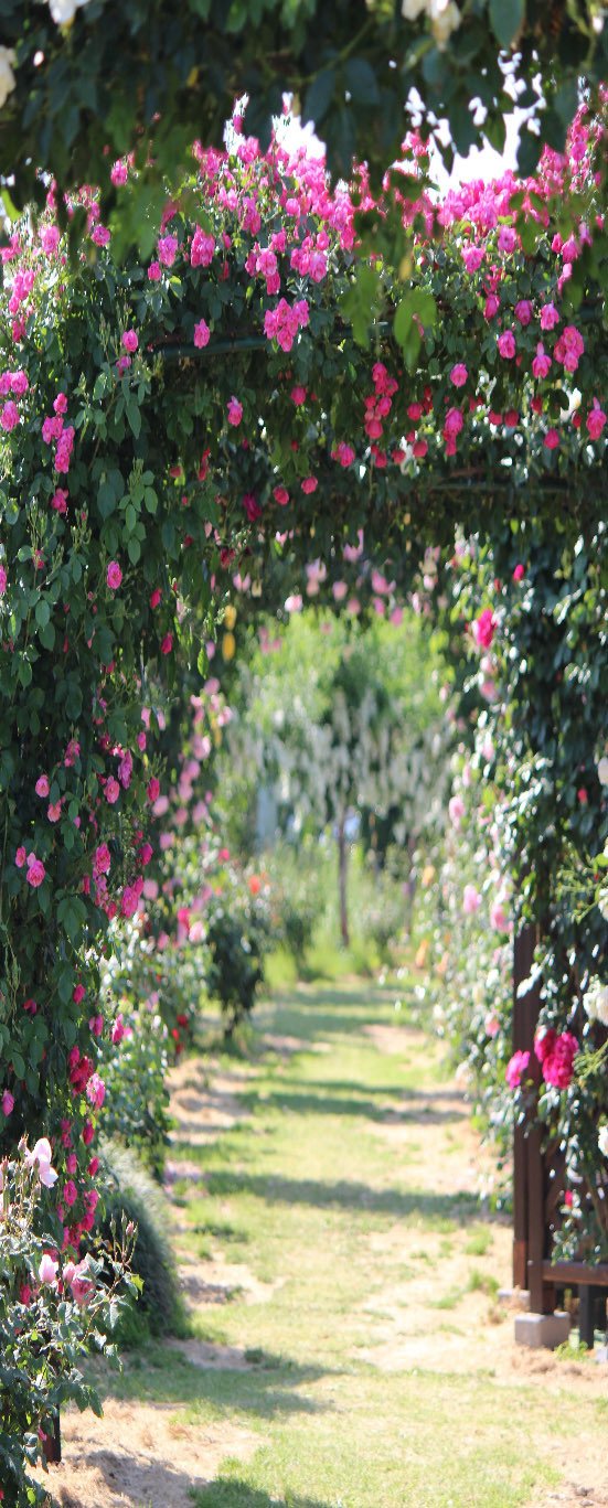 3D fresh flower arched bice door mural Wallpaper AJ Wallpaper