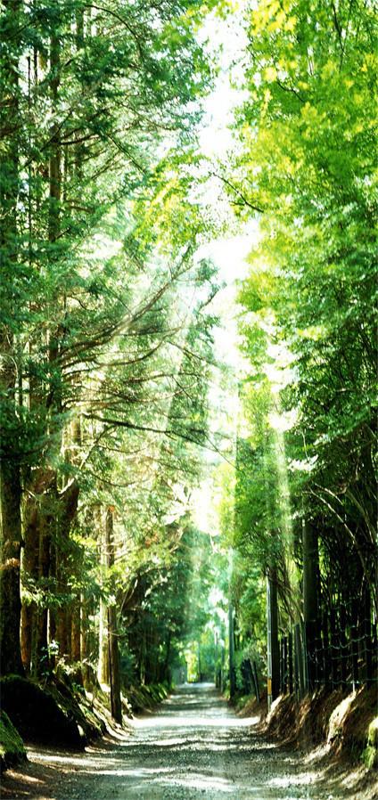 3D sunshine tree scenery door mural Wallpaper AJ Wallpaper