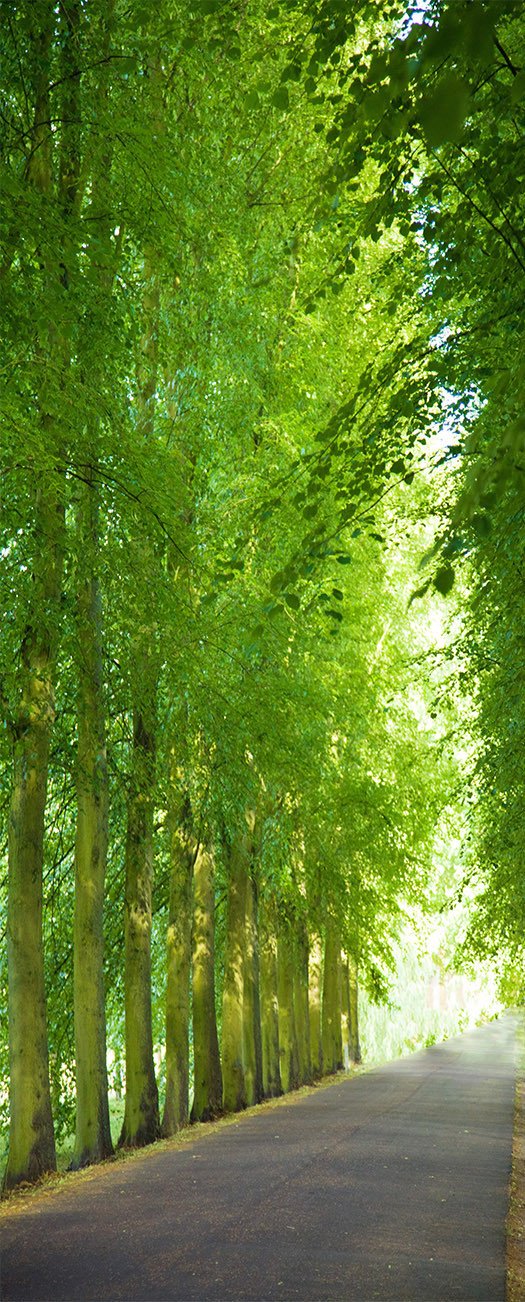 3D highway sunshine tree door mural Wallpaper AJ Wallpaper