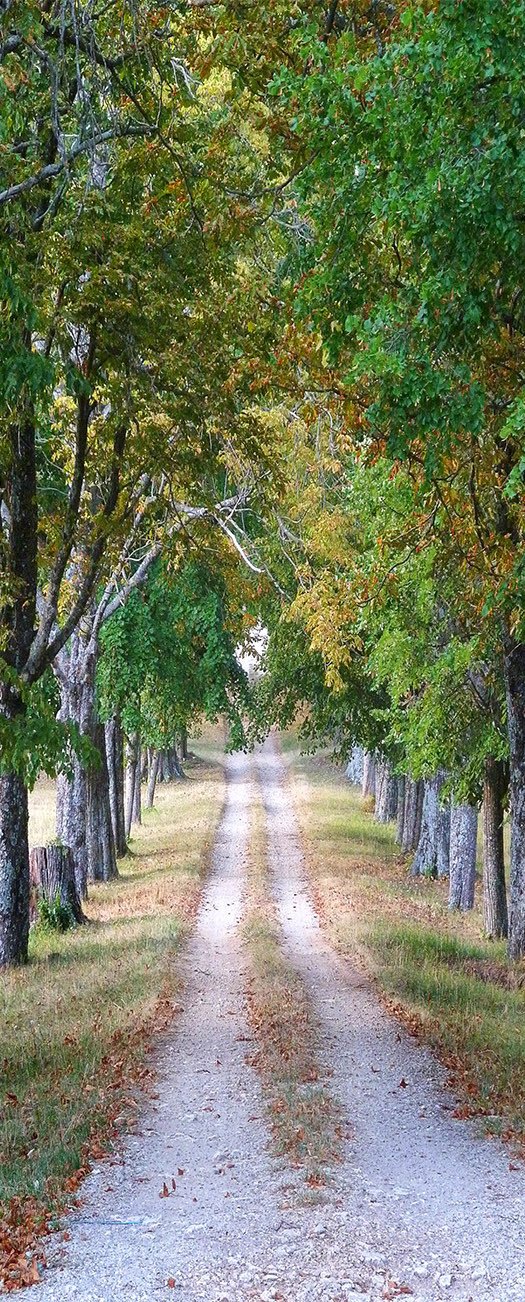 3D dirt road green trees sunny daydoor mural Wallpaper AJ Wallpaper