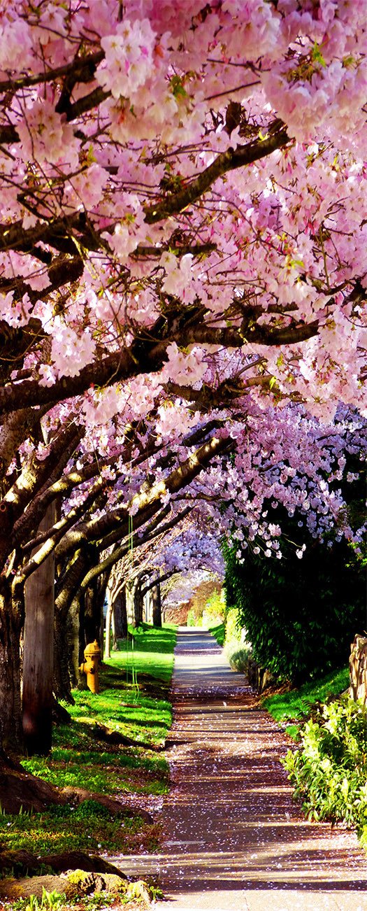 3D arow row blooming tree highway door mural Wallpaper AJ Wallpaper
