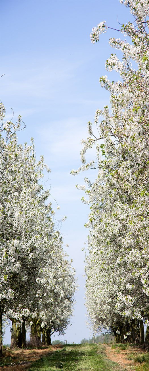 3D trees bloom in spring door mural Wallpaper AJ Wallpaper