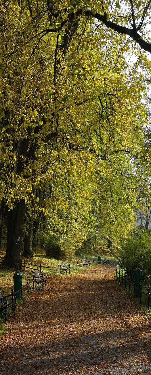 3D trees in spring door mural Wallpaper AJ Wallpaper