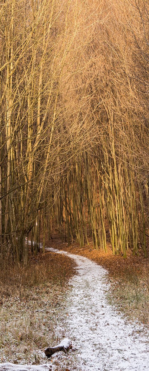3D the path in the woods in autumn door mural Wallpaper AJ Wallpaper