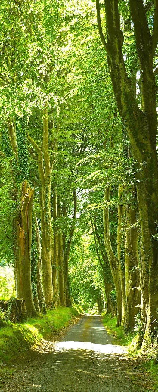 3D sunny woods door mural Wallpaper AJ Wallpaper