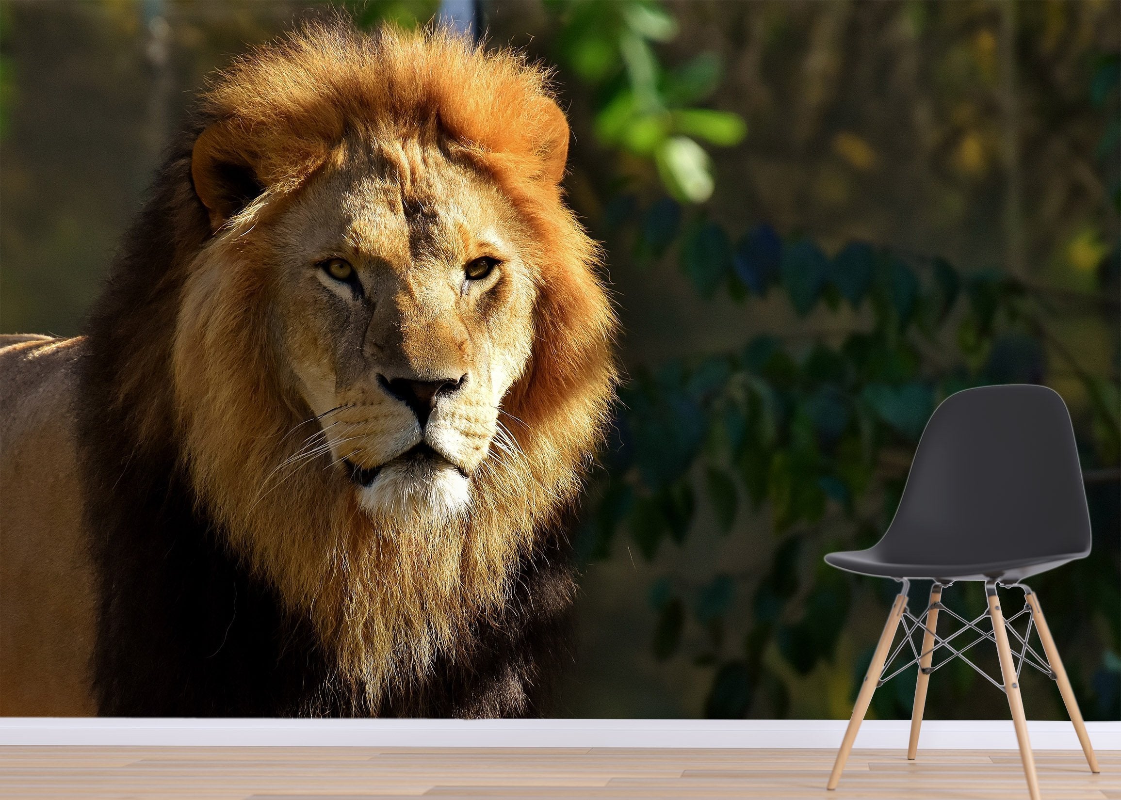 3D Lion In The Sun 212 Wallpaper AJ Wallpaper