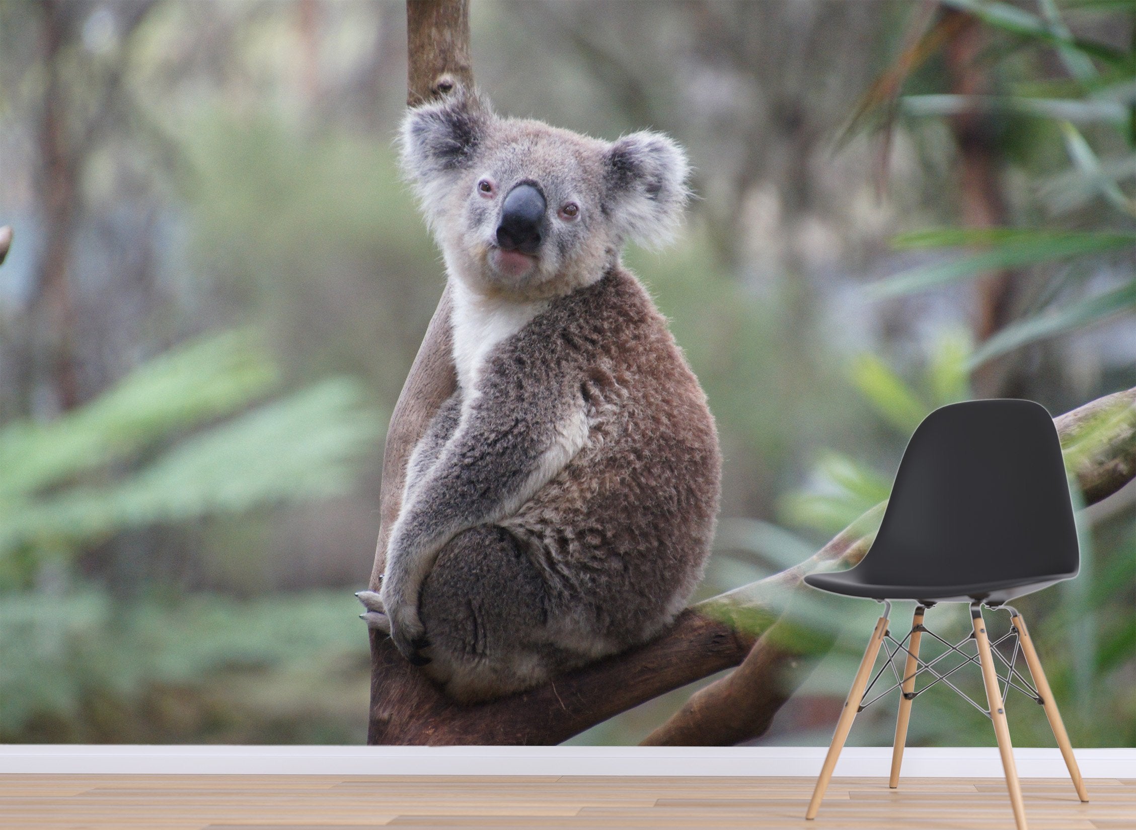 3D Koala Moutht 205 Wallpaper AJ Wallpaper