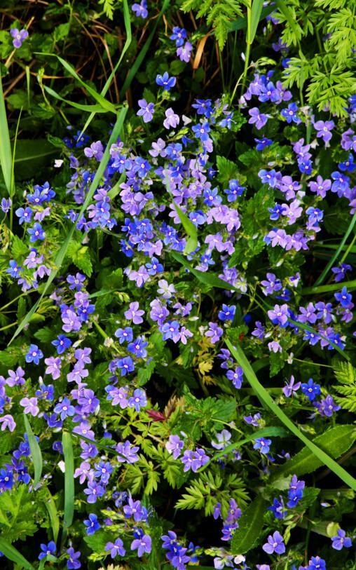 3D Blue Flowers Floor Mural Wallpaper AJ Wallpaper 2