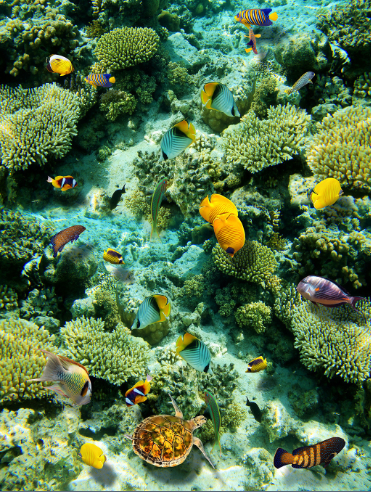3D Green Sea Bottom Floor Mural Wallpaper AJ Wallpaper 2
