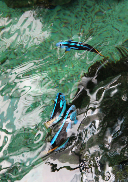 3D Blue Fish Floor Mural Wallpaper AJ Wallpaper 2