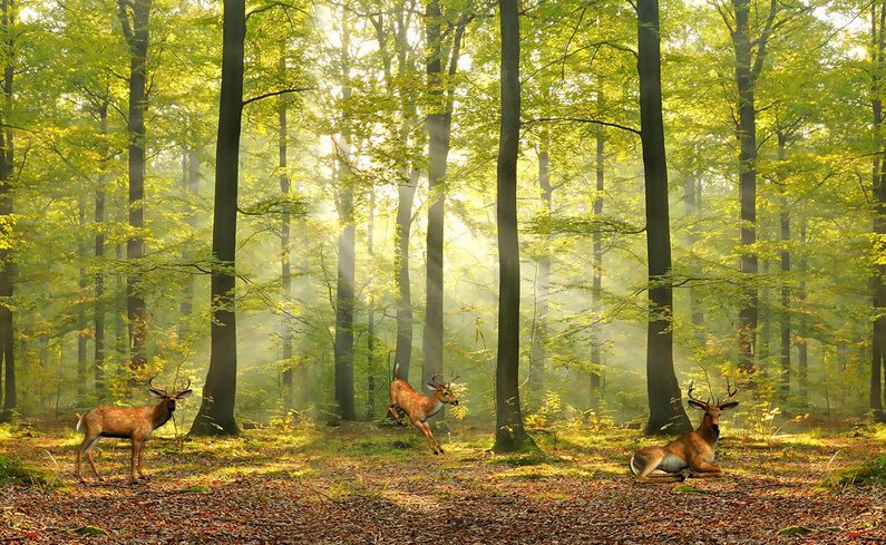 Forest Freely Elks Wallpaper AJ Wallpaper 2