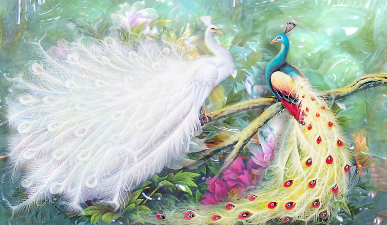 Two Beautiful Peacocks Wallpaper AJ Wallpaper 2