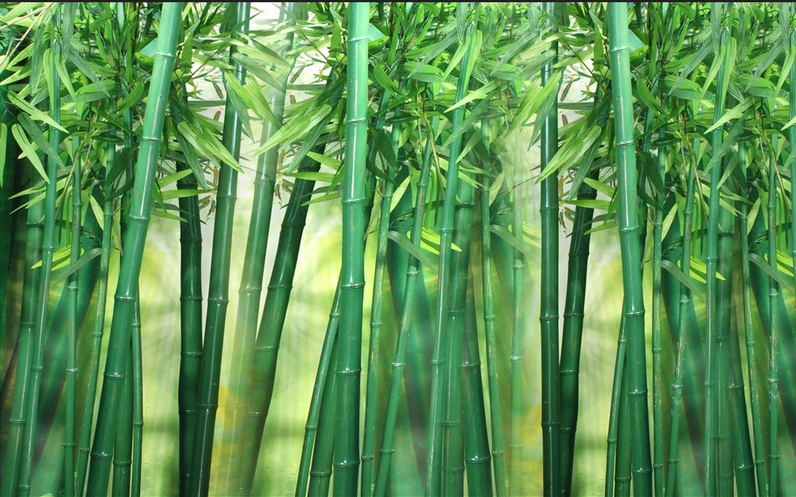 Green Bamboo Forest Wallpaper AJ Wallpaper