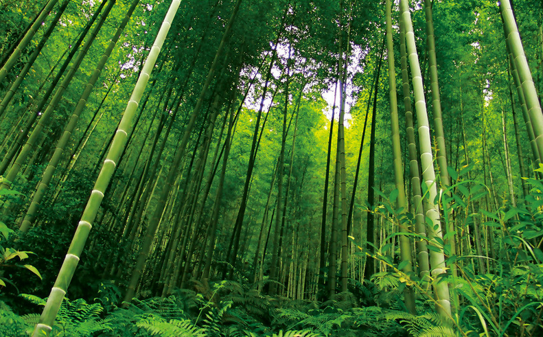 Dense Bamboo Forest Wallpaper AJ Wallpaper