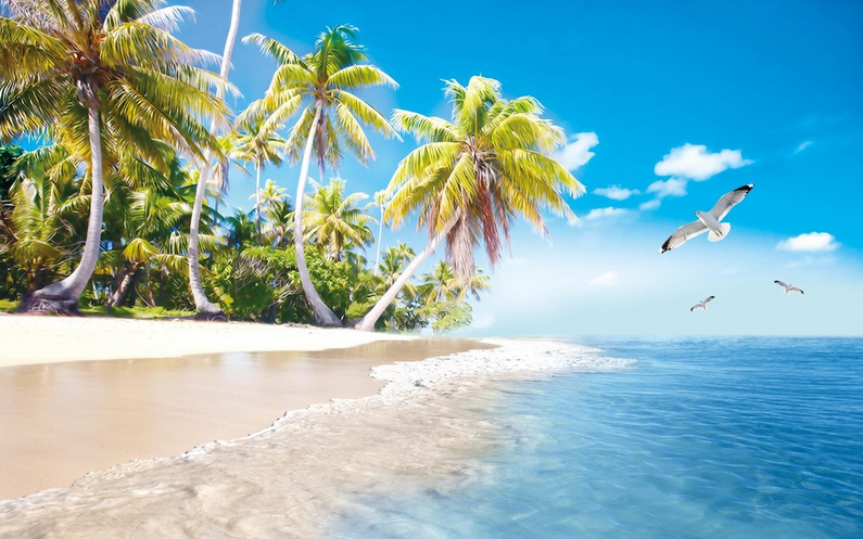 Seaside Coconut Forest Wallpaper AJ Wallpaper 2