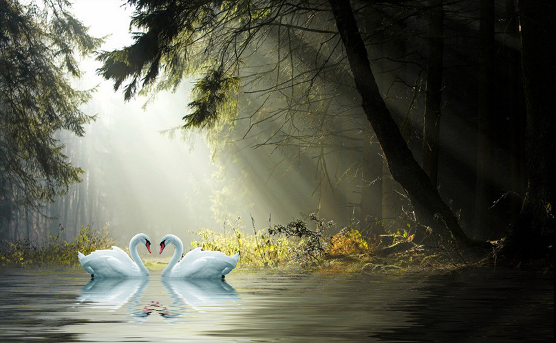 Forest Lake Swans Wallpaper AJ Wallpaper