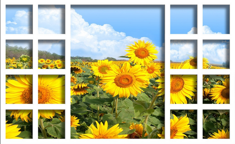 Window Sunflowers Field Wallpaper AJ Wallpaper