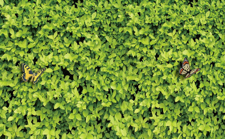 Green Plants And Butterflies Wallpaper AJ Wallpaper