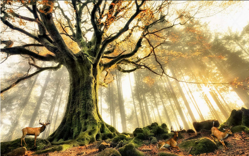 Grand Tree And Elks Wallpaper AJ Wallpaper