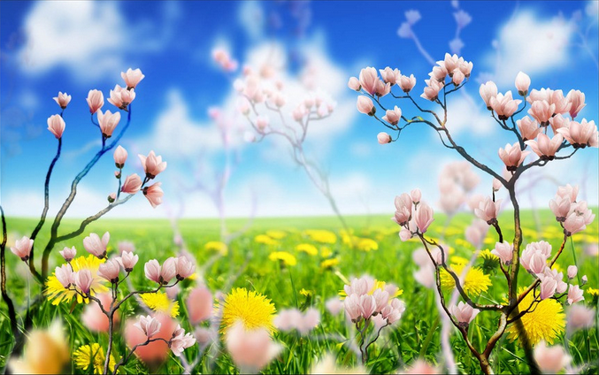 Various Color Blossoms Wallpaper AJ Wallpaper