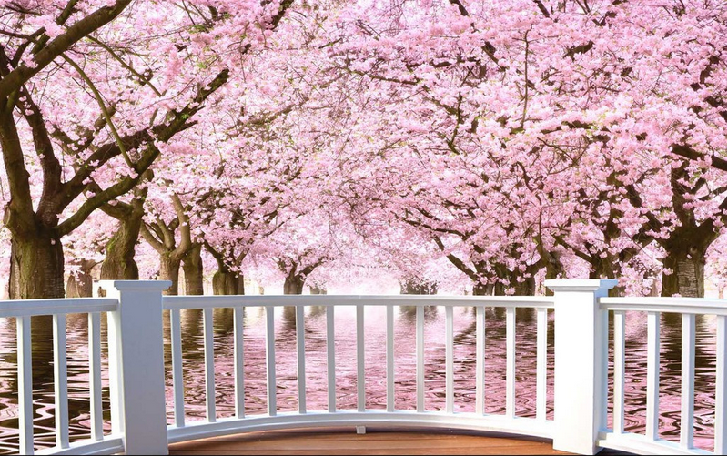 Open-Air Balcony Blooming Trees Wallpaper AJ Wallpaper