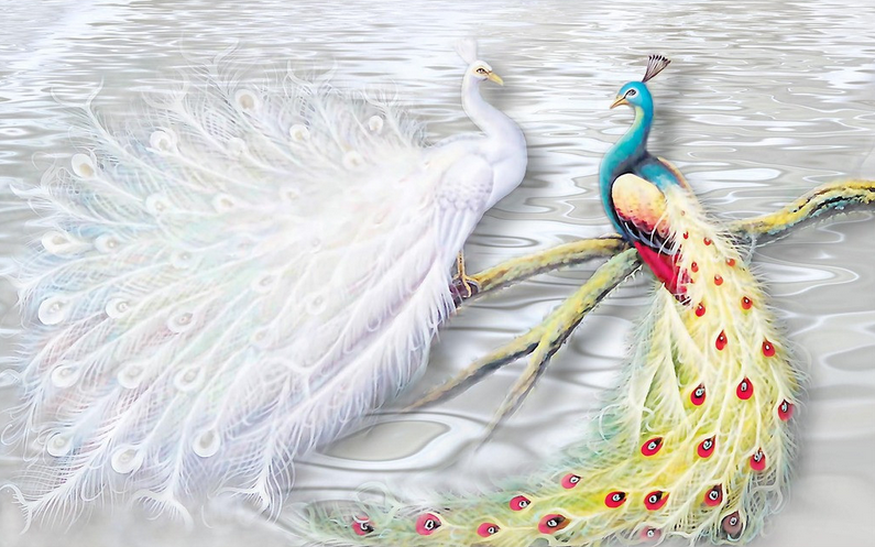 Colorful Peacocks Wallpaper AJ Wallpaper