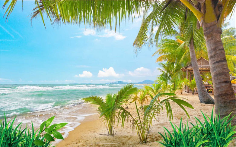 Beach Trees Wallpaper AJ Wallpaper