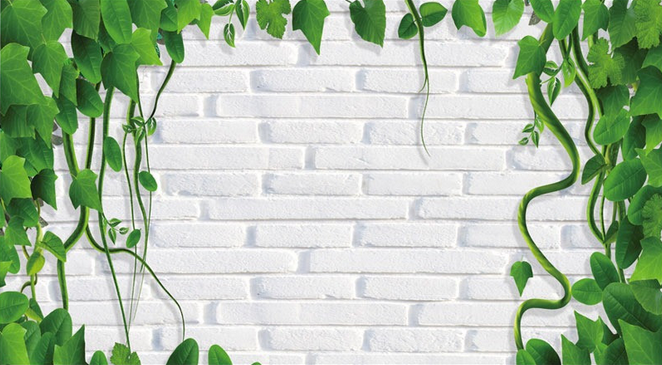 Fresh Green Vines Wallpaper AJ Wallpaper