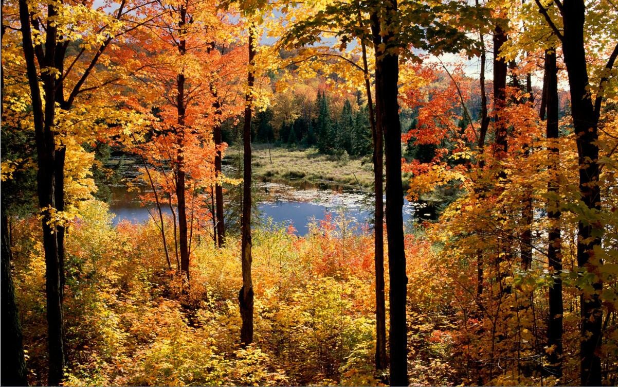 3D Yellow Trees 204 Garage Door Mural Wallpaper AJ Wallpaper