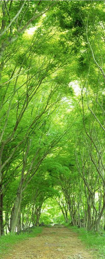 3D flourishing woods door mural Wallpaper AJ Wallpaper