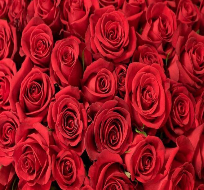 3D Pretty Red Roses 913 Curtains Drapes Wallpaper AJ Wallpaper