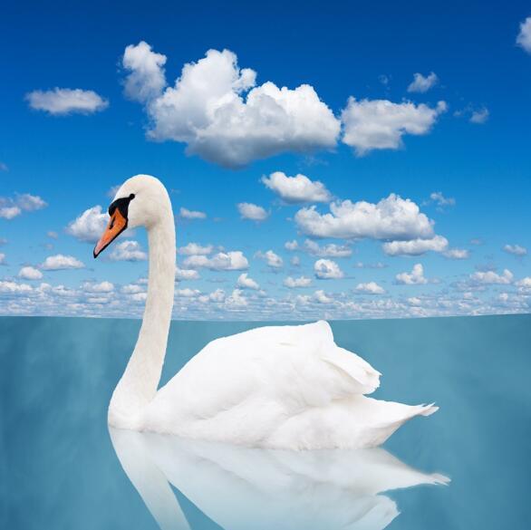 3D Sea White Swans 915 Curtains Drapes Wallpaper AJ Wallpaper