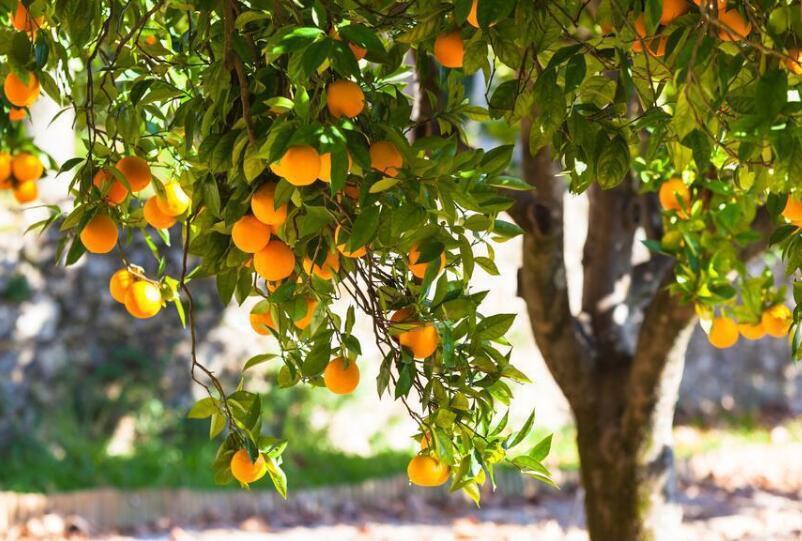 3D Fruit Tree 890 Curtains Drapes Wallpaper AJ Wallpaper