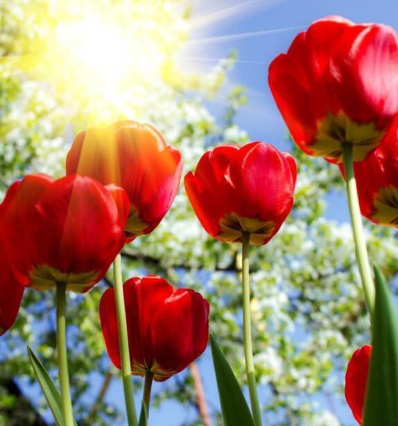 3D Red Roses 903 Curtains Drapes Wallpaper AJ Wallpaper