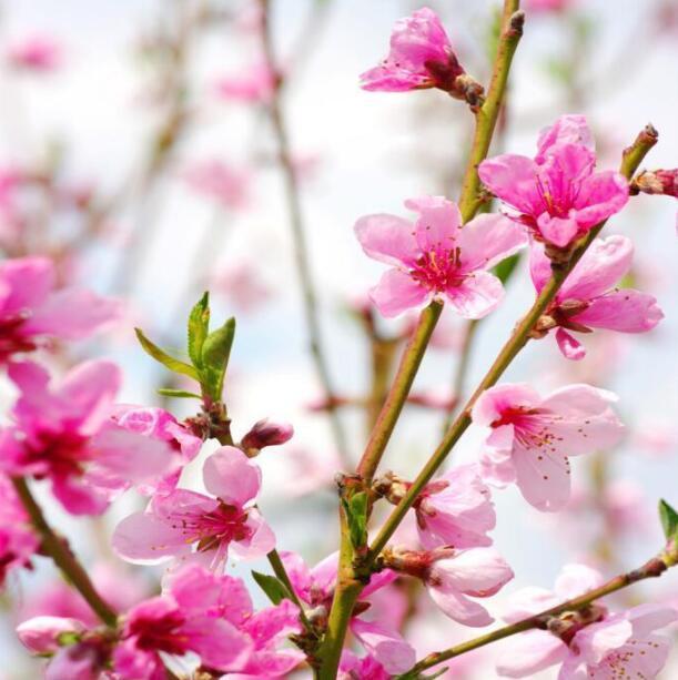 3D Spring Peach Flowers 871 Curtains Drapes Wallpaper AJ Wallpaper