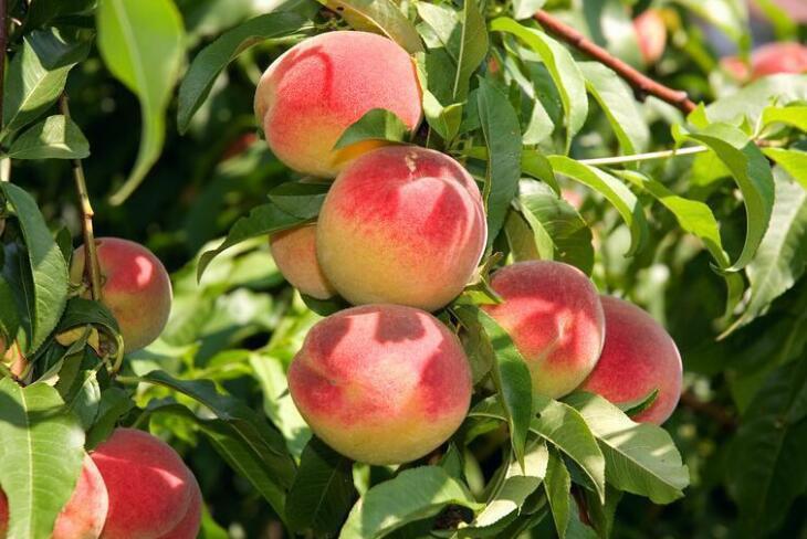 3D Peach Tree 842 Curtains Drapes Wallpaper AJ Wallpaper