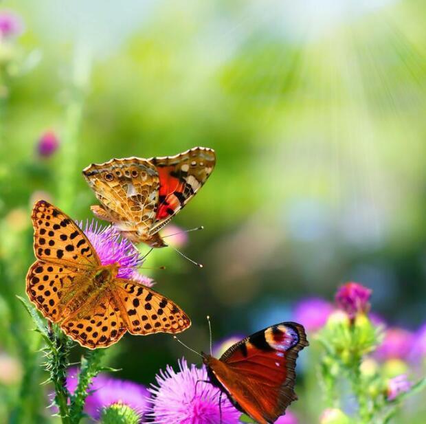 3D Butterflies Nectar 855 Curtains Drapes Wallpaper AJ Wallpaper