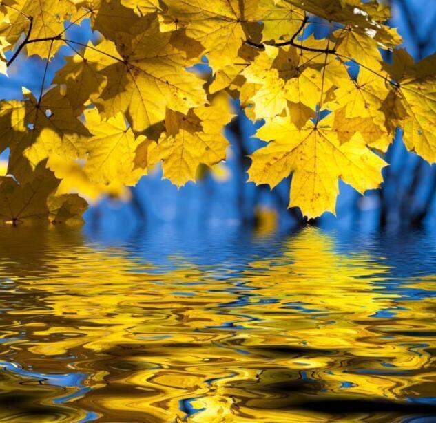 3D Lake Hanging Leaves 857 Curtains Drapes Wallpaper AJ Wallpaper