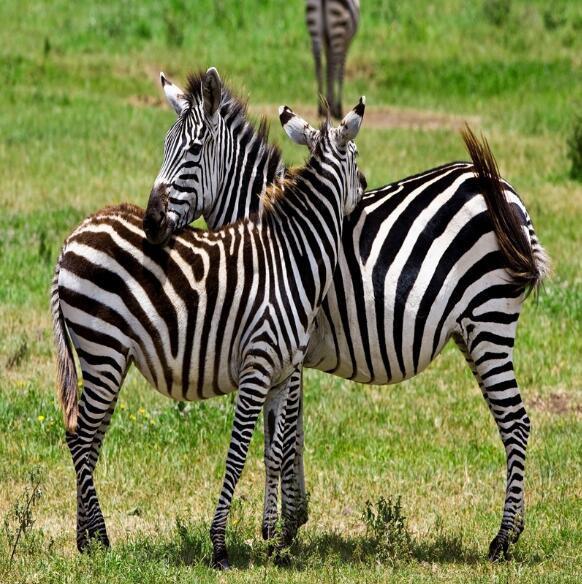 3D Grassland Zebras 861 Curtains Drapes Wallpaper AJ Wallpaper